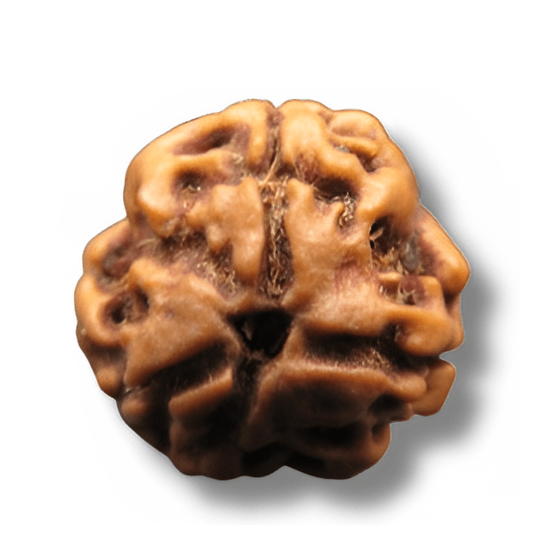 Astro Tri Mukhi Rudraksha, Three Face Rudraksha, three mukhi rudraksha, 3 mukhi rudraksha